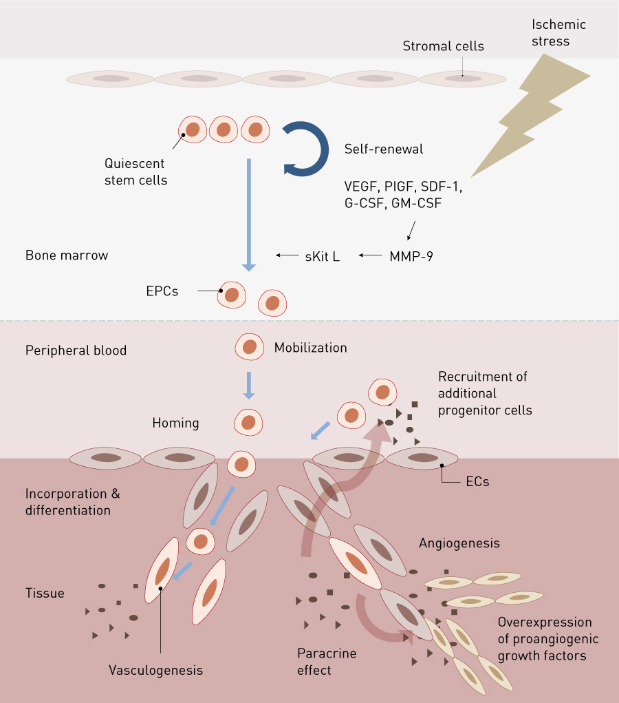 Figure 2. Kinetics of EPCs. EC, endothelial cell; EPC, endothelial progenitor cell; G-CSF, granulocyte colony stimulating factor; GM-CSF, granulocyte macrophage colonystimulating factor; MMP-9, matrix metalloproteinase-9; PlGF, placental growth factor; SDF, stromal cell-derived factor; sKit L, soluble kit ligand; VEGF, vascular endothelial growth factor