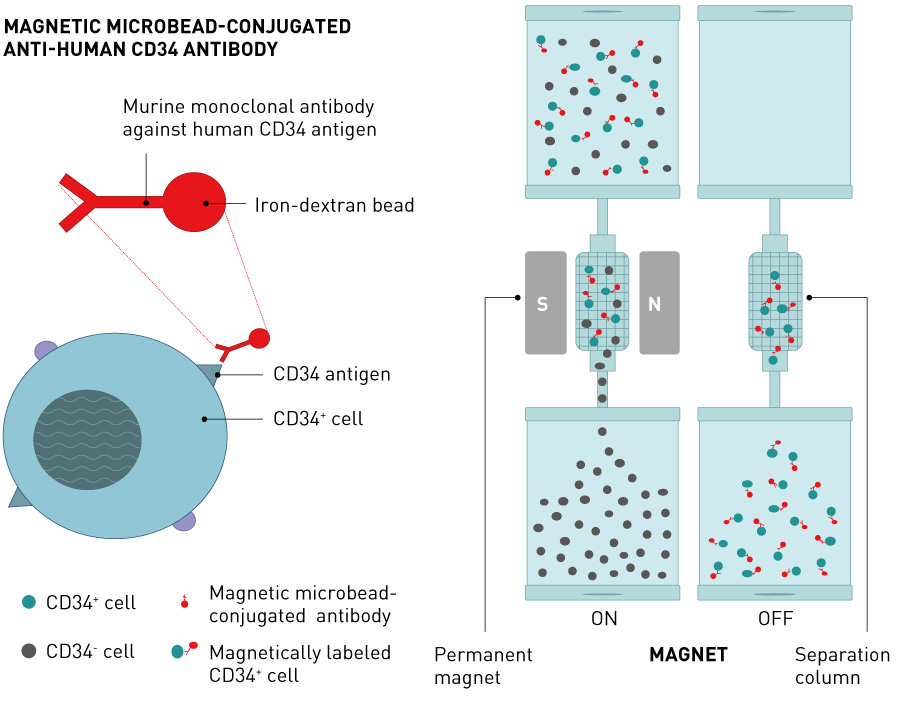 Figure 3. Fundamental principles of magnetic separation of CD34+ cells