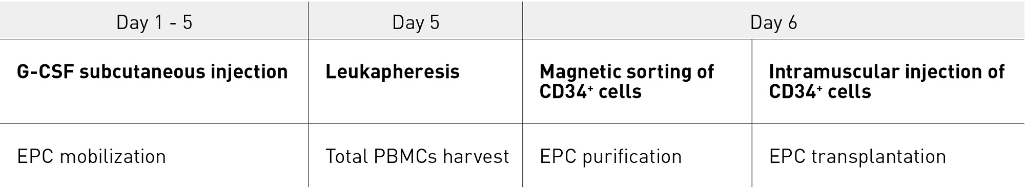 Figure 4. Mobilization, harvesting, isolation and transplantation of CD34+ cells in CLI patients EPC, endothelial progenitor cell; G-CSF, granulocyte colony stimulating factor; PMNC, human peripheral blood mononuclear cell