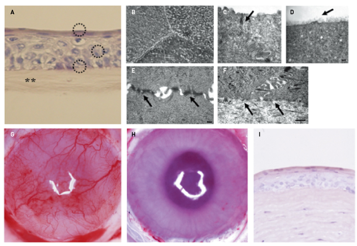 Figure 1. Establishment of non-clinical proof of concept. A, Rabbit oral mucosal epithelial cells cultivated on amniotic membrane (asterisks) produced four to five layers of cells (circles) that resembled normal corneal epithelium. B, D, Tight junctions were seen between the cells in the superficial layer (arrow in C). D, The most superficial layer was covered with glycocalyx-like material (arrow). E, The cells were attached to each other by many desmosomal junctions (arrows). F, The basal cells adhered to the amniotic membrane via hemidesmosome attachments (arrows). G, Before transplantation, the rabbit cornea showed stem cell loss and conjunctival invasion on the cornea. H, The oral mucosal epithelial sheet cultivated on amniotic membrane survived,expanded and maintained corneal transparency on the rabbit ocular surface (10 days after transplantation). I, The transplanted epithelial sheet attached to the corneal stroma without developing inflammatory cell infiltration or stromal edema.