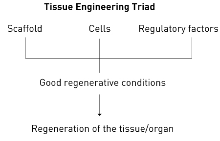 Figure 1. The tissue engineering triad.