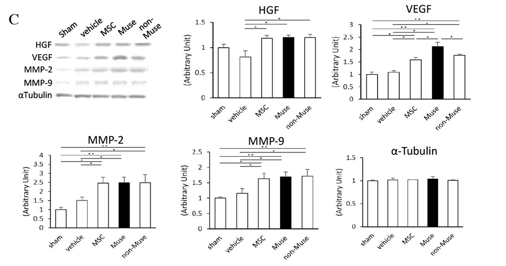 Figure 5. C, Western blot showing the expression of HGF, VEGF, MMP-2 and MMP-9 in the infarct border area 3 days after AMI (vehicle control, Muse, non-Muse and MSC groups).