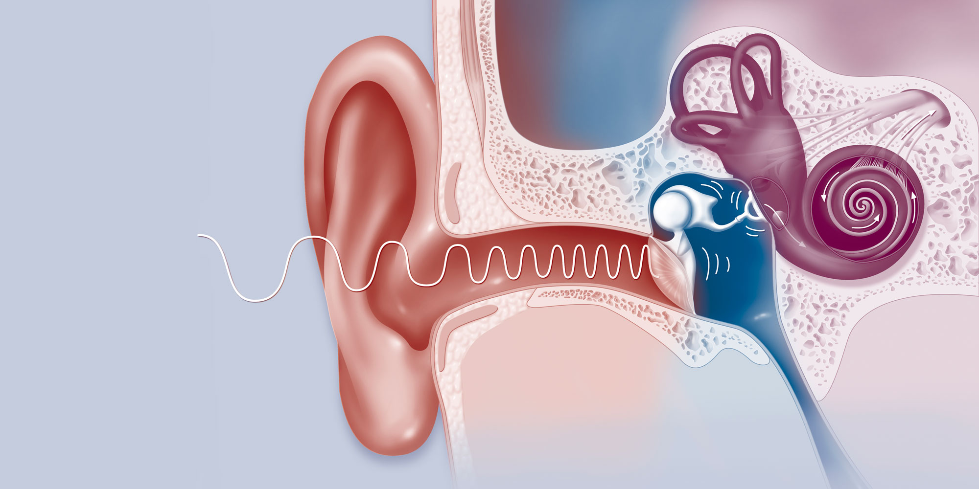 Чувствительные клетки внутреннего уха. Волосковые клетки уха слух. Возрастные изменения слуха. Волосковые клетки в слуховом аппарате. Внутреннее ухо волосковые клетки.
