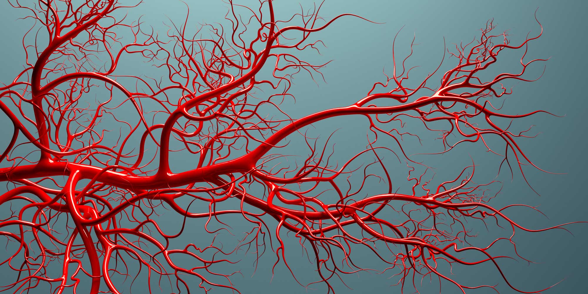 Ангиогенез. Кровеносные сосуды капилляры. Капилляры анатомия. Нитевидный кровеносный сосуд