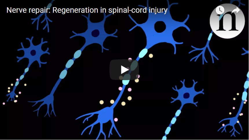 At present, there is no way to reverse damage to the spinal cord or to restore lost function. But regenerative therapies in the initial stages of clinical testing are offering hope.