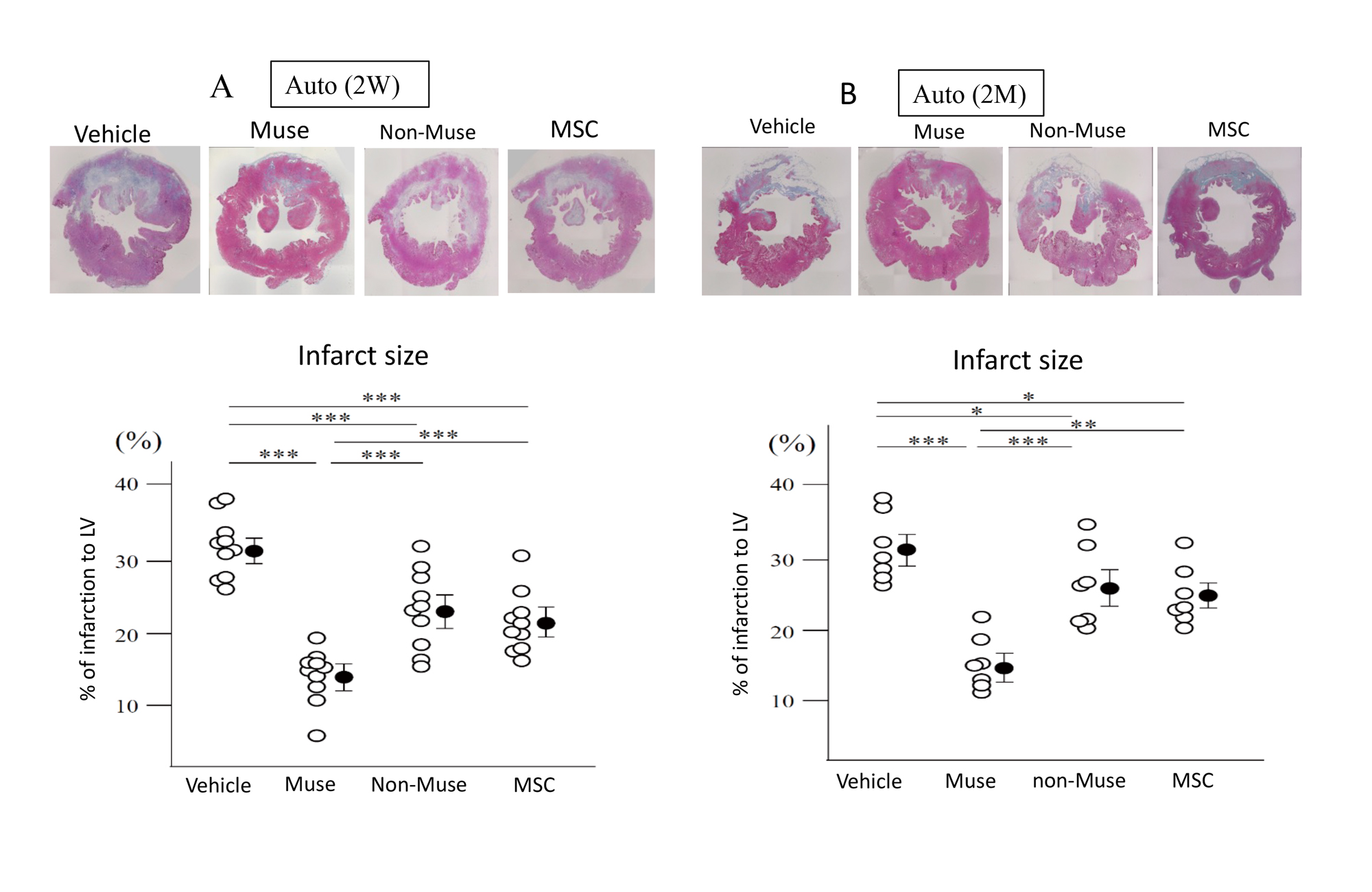 Figure 2. A, Effects of autograft Muse cells, non-Muse cells and MSCs on infarct size (2 weeks after AMI). B, Effects of autograft Muse cells, non-Muse cells, and MSCs on infarct size (2 months after AMI). * p < 0.05; ** p < 0.01; *** p < 0.001; AMI, acute myocardial infarction; MSC, mesenchymal stem cell.  [Reproduced from Ref. 19]