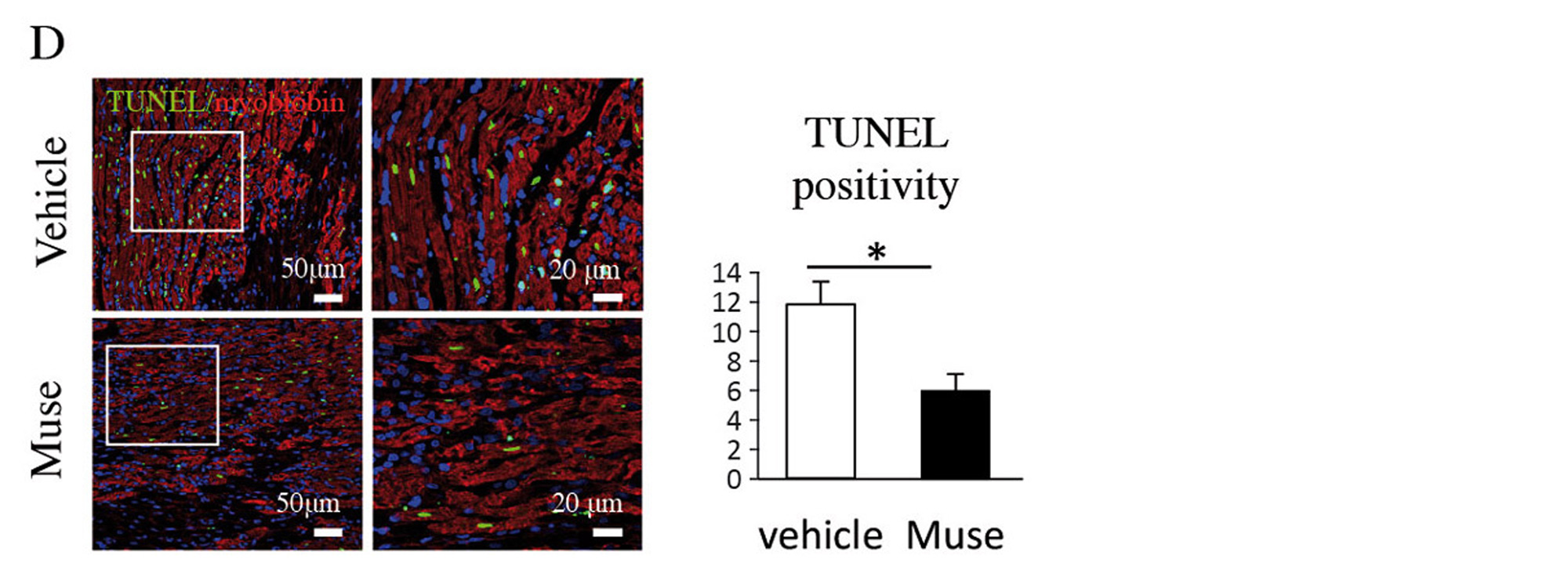 Figure 5. D, Comparison of TUNEL-positive cardiomyocytes in the infarct border area (vehicle and Muse groups).